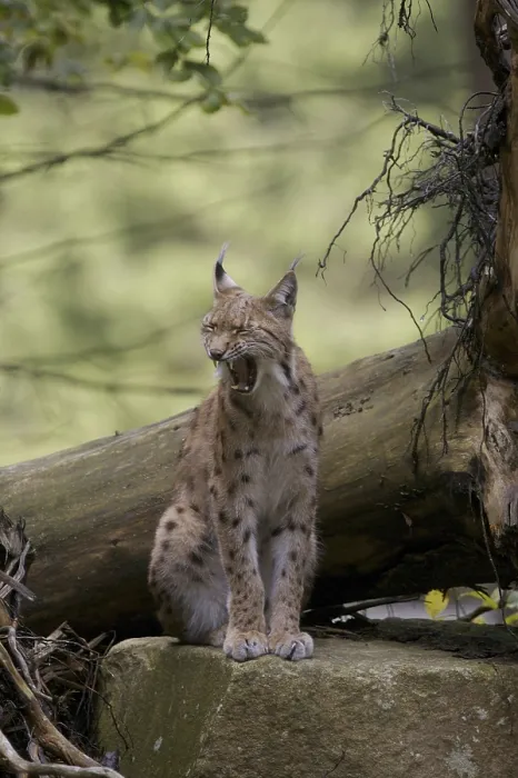 Framed Print : Eurasian Lynx Print, Hesse, Germany Framed Print : Eurasian Lynx Print, Hesse, Germany