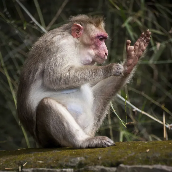 Framed Print : Macaque Monkey Cleaning Print - South India Framed Print : Macaque Monkey Cleaning Print - South India