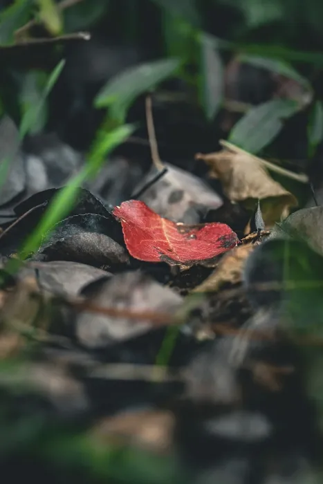 Framed Print : Macro Print of a Red Leaf in German Grass Framed Print : Macro Print of a Red Leaf in German Grass