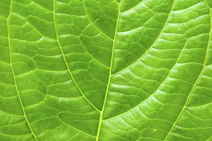 Framed Print : Macro Leaf Print in Close-Up Detail Framed Print : Macro Leaf Print in Close-Up Detail