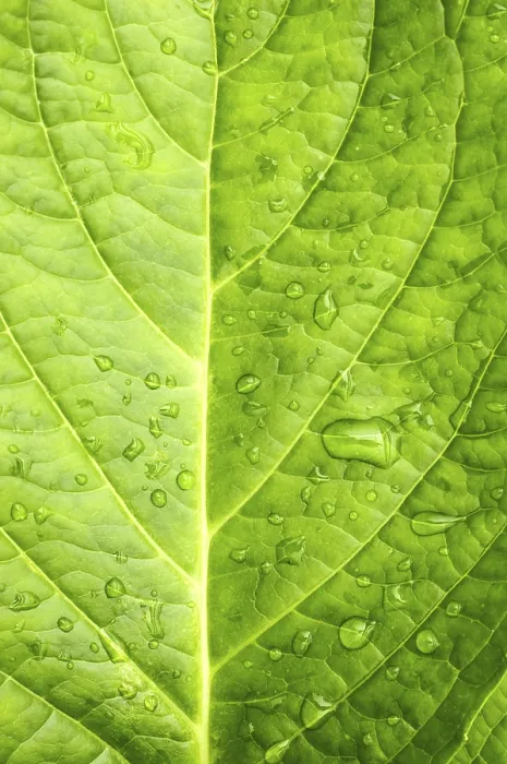 Framed Print : Macro Print of Water Drops on a Leaf Framed Print : Macro Print of Water Drops on a Leaf