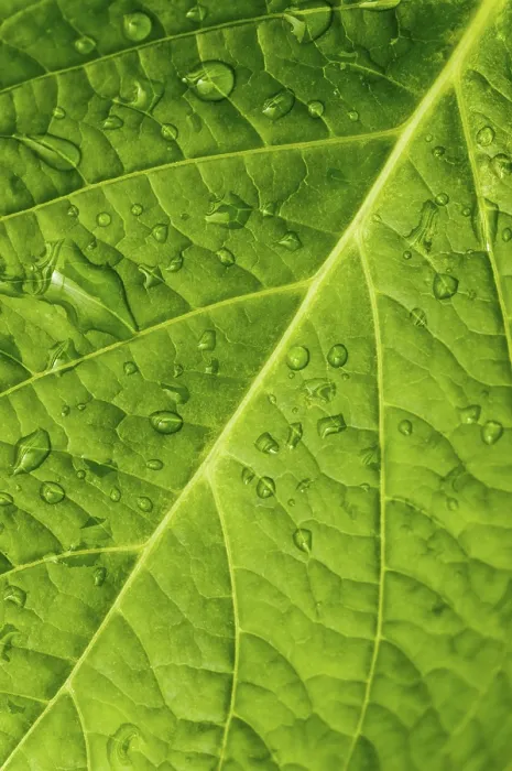 Framed Print : Macro in Leaf with Water Drops Print Framed Print : Macro in Leaf with Water Drops Print