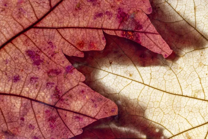 Framed Print : Macro Leaves Background Texture Print - Nature Abstract Framed Print : Macro Leaves Background Texture Print - Nature Abstract
