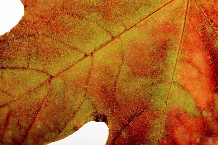 Framed Print : Macro Print of a Maple Tree Leaf with Autumn Colors Framed Print : Macro Print of a Maple Tree Leaf with Autumn Colors