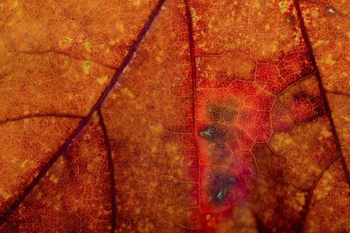 Framed Print : Macro Print of a Maple Tree Leaf with Autumn Colors Framed Print : Macro Print of a Maple Tree Leaf with Autumn Colors