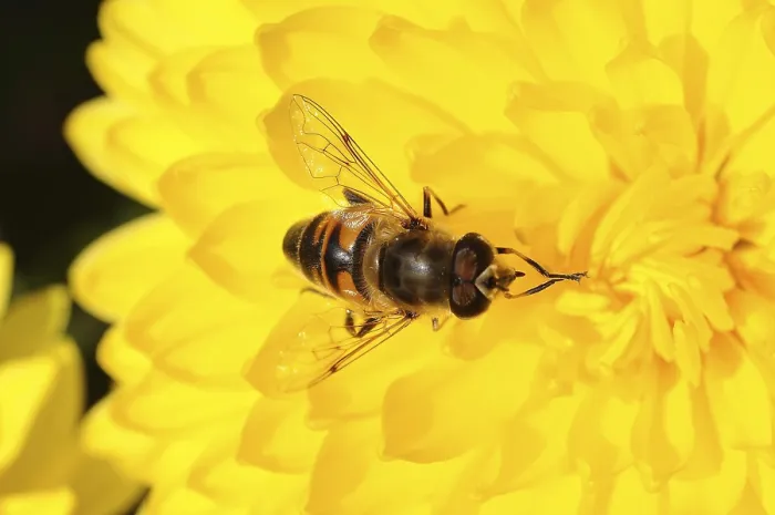 Framed Print : Macro Photograph of Hoverfly on Yellow Bloom Print Framed Print : Macro Photograph of Hoverfly on Yellow Bloom Print