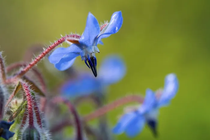 Framed Print : Borago officinalis Macro Flower Print Framed Print : Borago officinalis Macro Flower Print