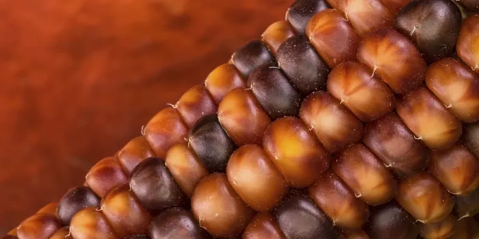 Framed Print : Macro Print of Corn Cob in Front of a Pumpkin Framed Print : Macro Print of Corn Cob in Front of a Pumpkin
