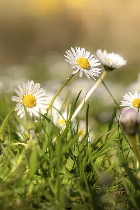 Framed Print : Macro Print of Daisies in the Black Forest, Germany Framed Print : Macro Print of Daisies in the Black Forest, Germany