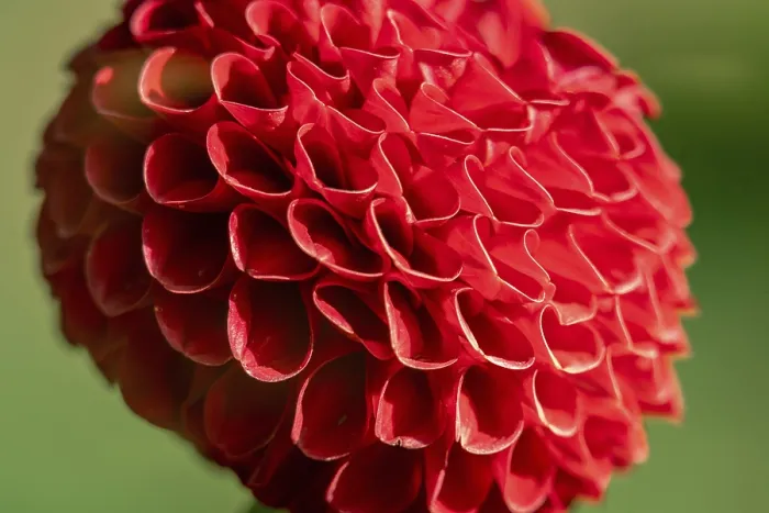 Framed Print : Macro Shot of a Red Pompon Print Framed Print : Macro Shot of a Red Pompon Print