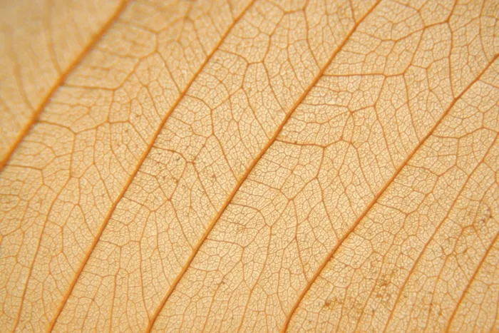 Framed Print : Macro Texture of Dry Leaf Print Framed Print : Macro Texture of Dry Leaf Print