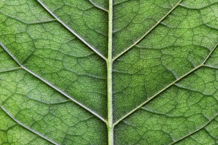 Framed Print : Macro Texture of a Green Leaf Print Framed Print : Macro Texture of a Green Leaf Print