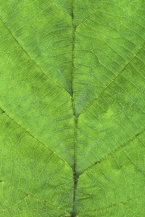 Framed Print : Macro View of Hazel Green Leaf Print Framed Print : Macro View of Hazel Green Leaf Print