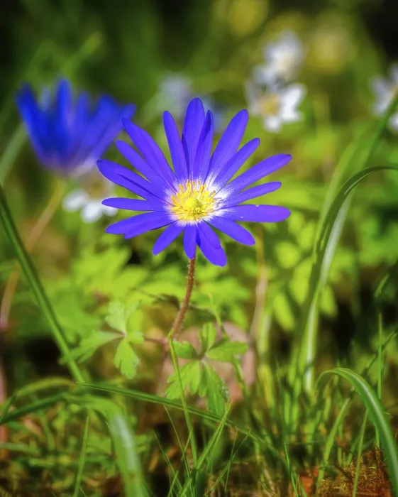 Framed Print : Macro Print of a Windflower in the Garden Framed Print : Macro Print of a Windflower in the Garden
