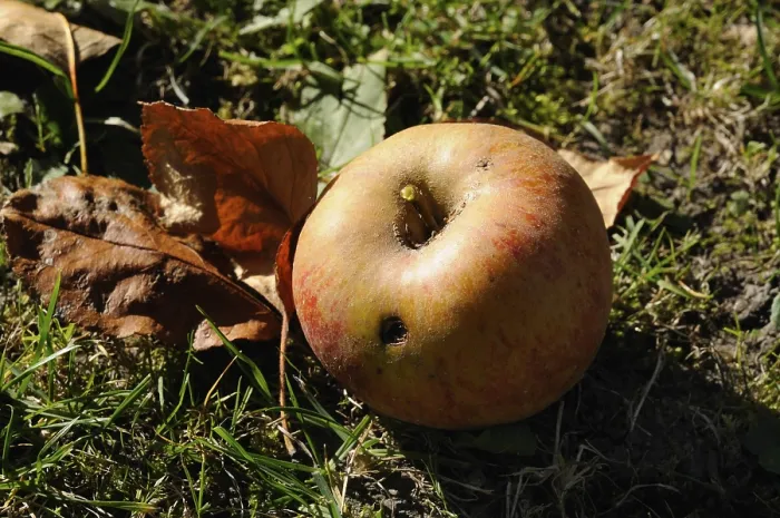 Framed Print : Maggot-ridden Windfall Apple Print Framed Print : Maggot-ridden Windfall Apple Print