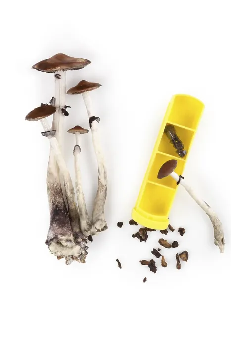 Framed Print : Magic Mushroom Microdosing Print Framed Print : Magic Mushroom Microdosing Print