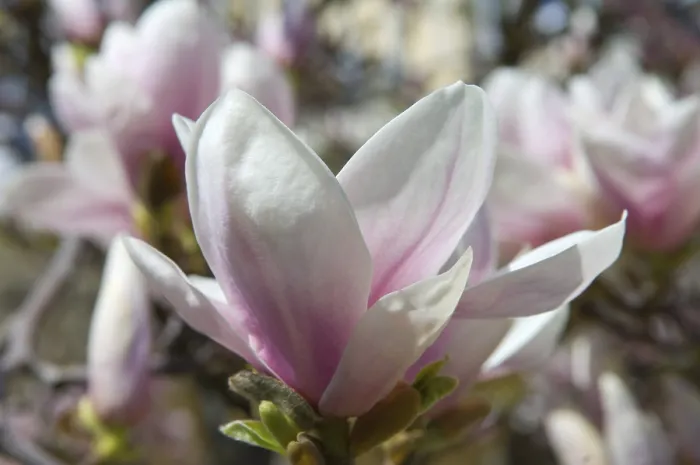 Framed Print : Magnolia Print - Flower Close-up Framed Print : Magnolia Print - Flower Close-up