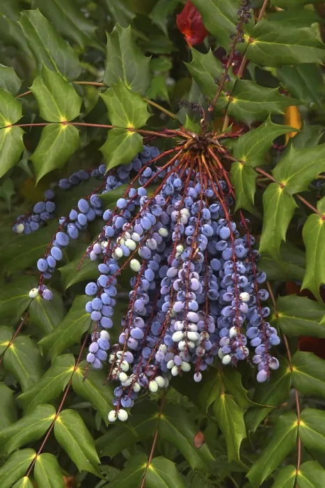 Framed Print : Mahonia Mahonia Print Framed Print : Mahonia Mahonia Print