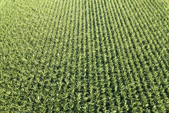 Framed Print : Maize Field Drone Shot Print Stuttgart Germany Framed Print : Maize Field Drone Shot Print Stuttgart Germany