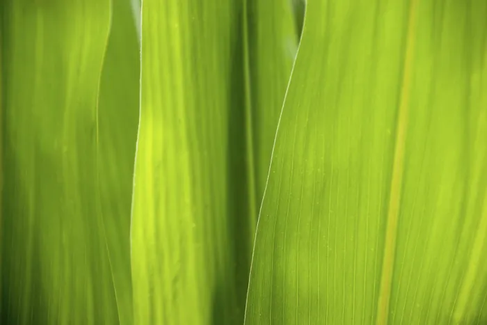 Framed Print : Germany Maize Leaves Print Framed Print : Germany Maize Leaves Print