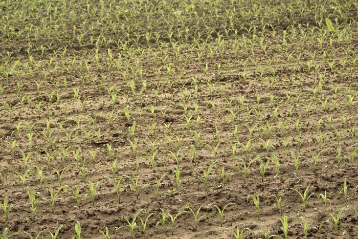 Framed Print : Maize Monoculture Print: Young Plants in Rows Framed Print : Maize Monoculture Print: Young Plants in Rows