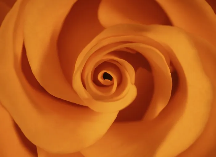 Framed Print : Makro of a rose in orange Print Framed Print : Makro of a rose in orange Print