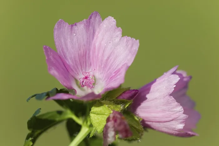 Framed Print : Mallow (Malva) Print Framed Print : Mallow (Malva) Print