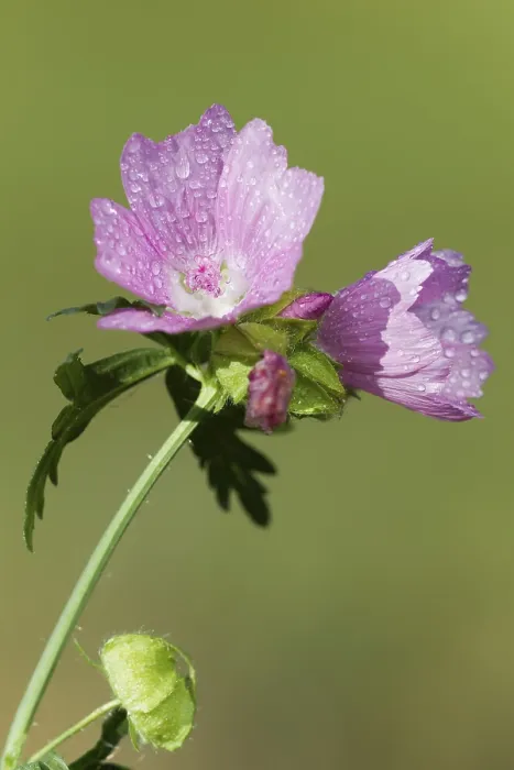 Framed Print : Malva Mallow Print - Close-up of Flowers Framed Print : Malva Mallow Print - Close-up of Flowers