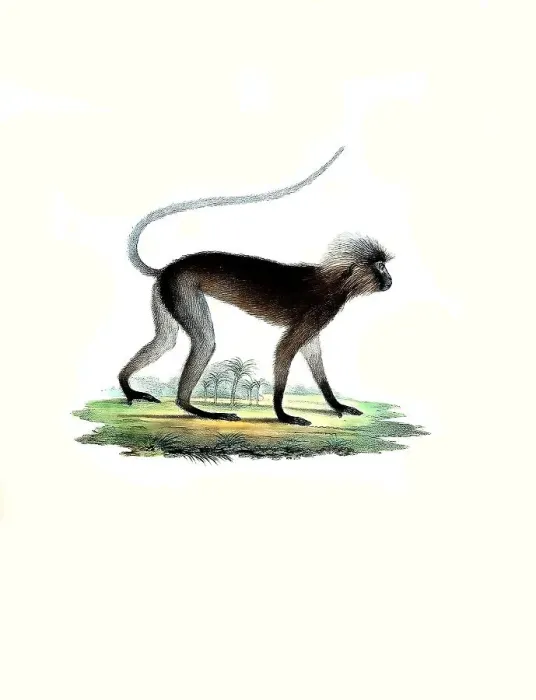 Framed Print : Southern spectacled langur Print, digitally restored 1860 reproduction Framed Print : Southern spectacled langur Print, digitally restored 1860 reproduction