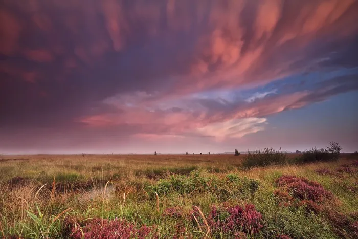 Framed Print : Mammut Clouds Print over Dutch Swamp at Sunset Framed Print : Mammut Clouds Print over Dutch Swamp at Sunset