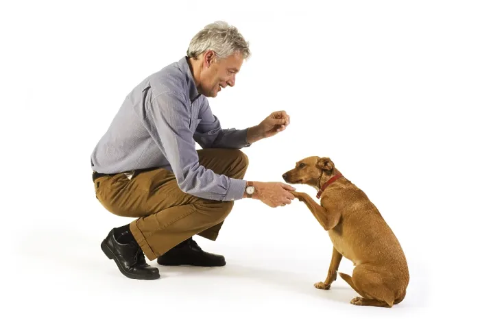 Framed Print : Man Training Dog in Obedience Print Framed Print : Man Training Dog in Obedience Print