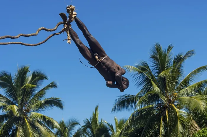 Framed Print : Man Jumping from a Bamboo Tower Print, Vanuatu Framed Print : Man Jumping from a Bamboo Tower Print, Vanuatu