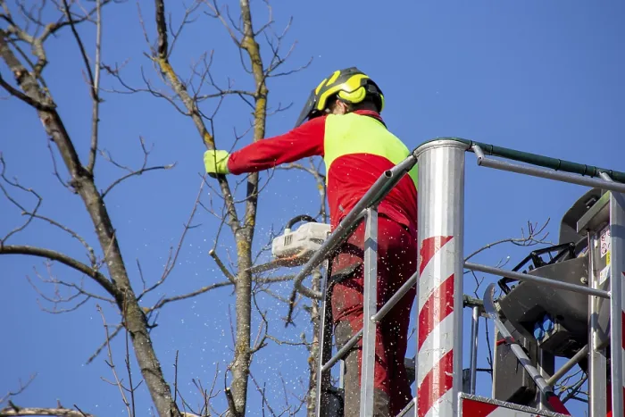 Framed Print : Man on the Work Platform Pruning Trees Print Framed Print : Man on the Work Platform Pruning Trees Print