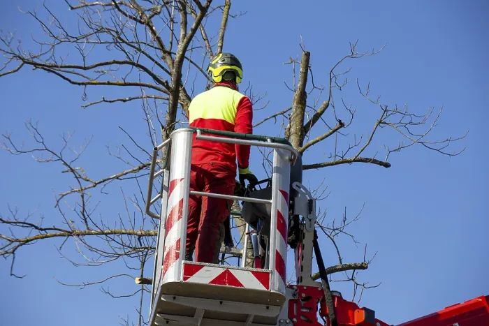 Framed Print : Man on the Work Platform Pruning Trees Print Framed Print : Man on the Work Platform Pruning Trees Print
