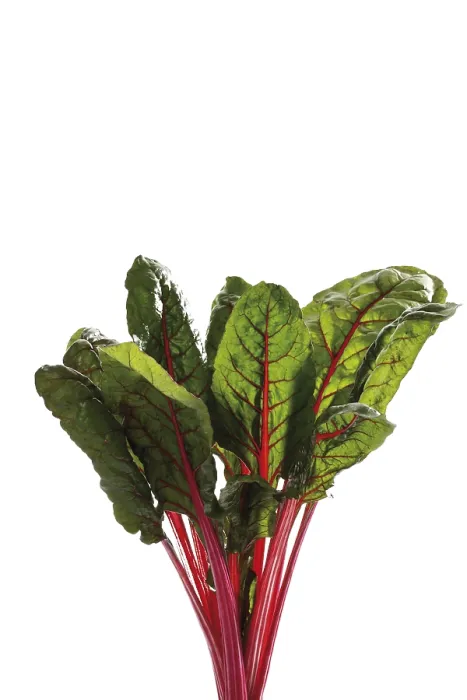 Framed Print : Mangold or Chard Print Framed Print : Mangold or Chard Print