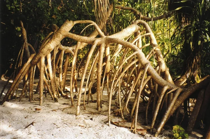Framed Print : Mangrove Roots Print Framed Print : Mangrove Roots Print