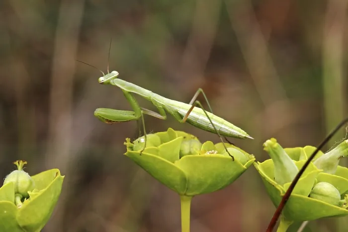 Framed Print : Mantis religiosa Print - Praying Mantis Framed Print : Mantis religiosa Print - Praying Mantis