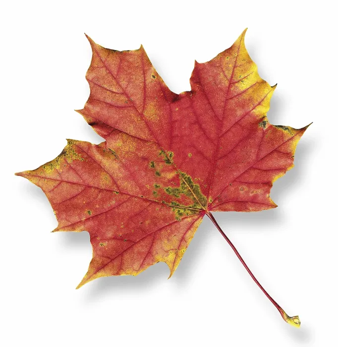 Framed Print : Maple Leaf Print from Nature Framed Print : Maple Leaf Print from Nature