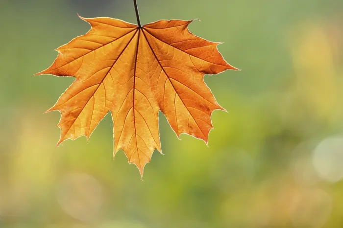 Framed Print : Maple Leaf Print - Acer Species Framed Print : Maple Leaf Print - Acer Species