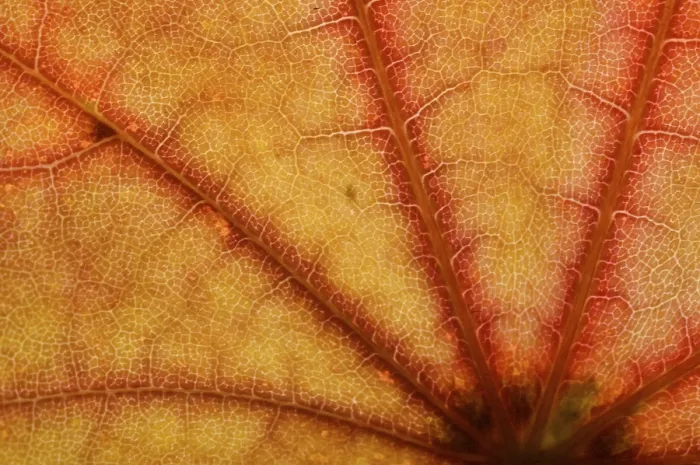 Framed Print : Detail of a Maple Leaf Autumn Print Framed Print : Detail of a Maple Leaf Autumn Print