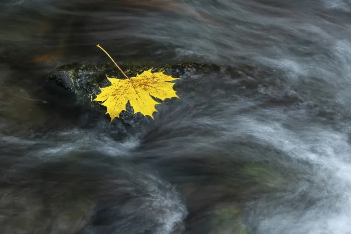 Framed Print : Maple Leaf in River Bode Autumnal Harz Print Framed Print : Maple Leaf in River Bode Autumnal Harz Print