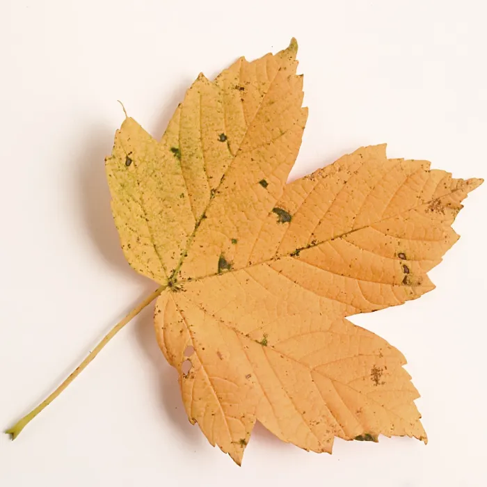Framed Print : Autumn Maple Leaf Print Framed Print : Autumn Maple Leaf Print