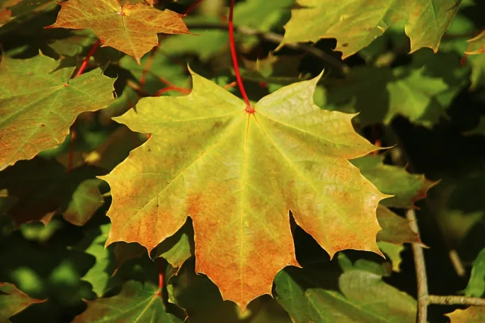 Framed Print : Maple Leaf Print Framed Print : Maple Leaf Print