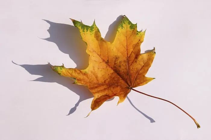 Framed Print : Maple Leaf Print in Autumn Colors Framed Print : Maple Leaf Print in Autumn Colors