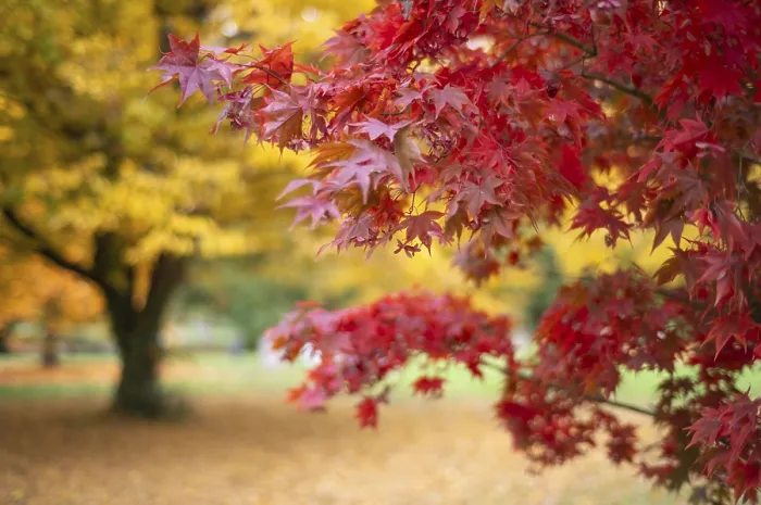 Framed Print : Maple Tree in Autumn, Stuttgart Print Framed Print : Maple Tree in Autumn, Stuttgart Print