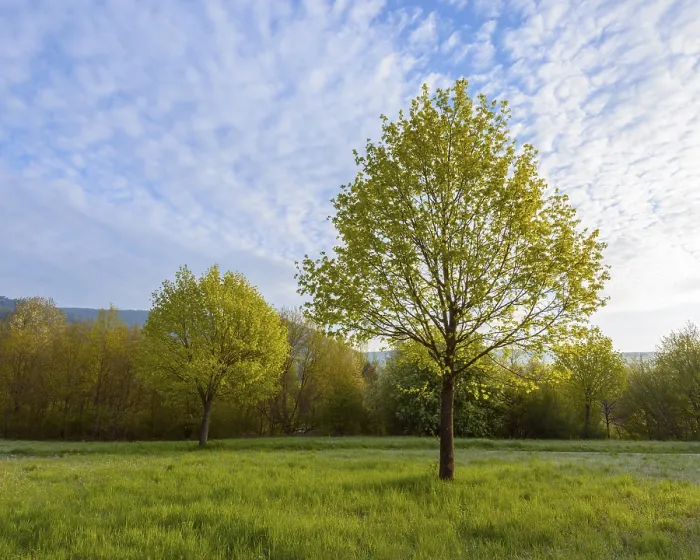 Framed Print : Mondfeld Maple Tree in Spring Print, Wertheim, Germany Framed Print : Mondfeld Maple Tree in Spring Print, Wertheim, Germany