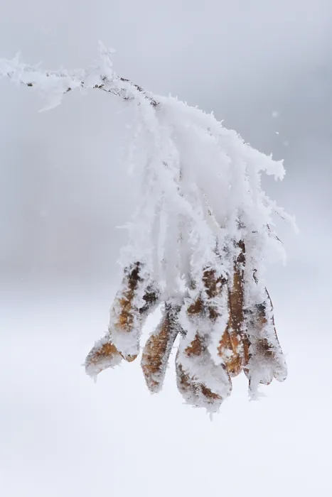 Framed Print : Maple Tree in Winter Print, Germany Framed Print : Maple Tree in Winter Print, Germany