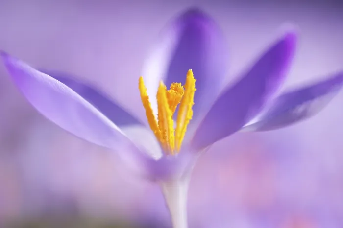 Framed Print : Spring Crocus (Crocus Vernus) Print Framed Print : Spring Crocus (Crocus Vernus) Print