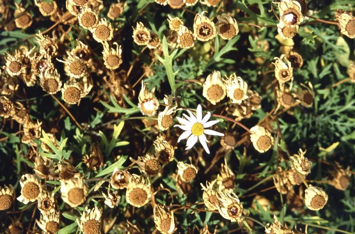 Framed Print : Marguerite Print by imageBROKER Framed Print : Marguerite Print by imageBROKER