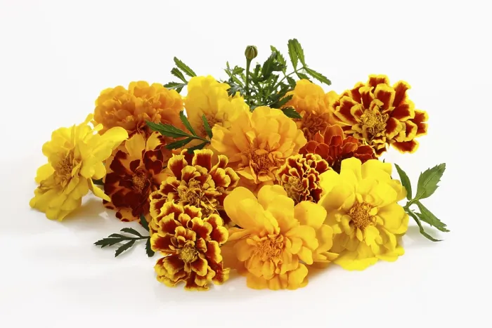 Framed Print : Marigold Print by ImageBROKER Framed Print : Marigold Print by ImageBROKER